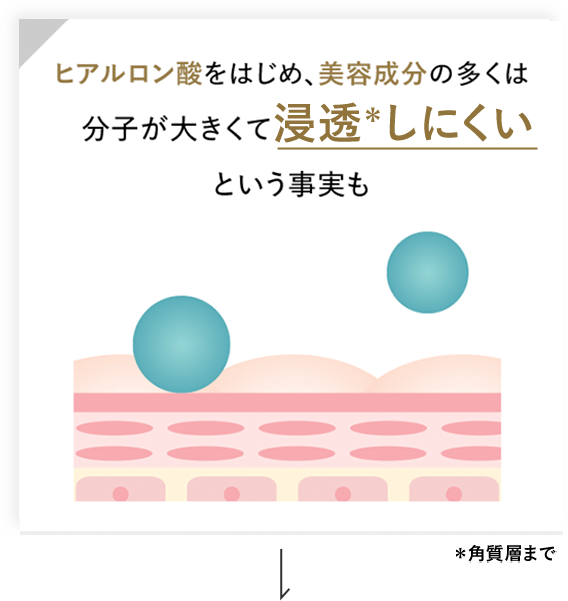 ヒアルロン酸をはじめ、美容成分の多くは分子が大きくて浸透*しにくいという事実も　※角質層まで